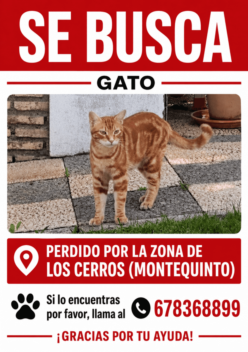 Gato perdido en zona Los Cerros-Montequinto