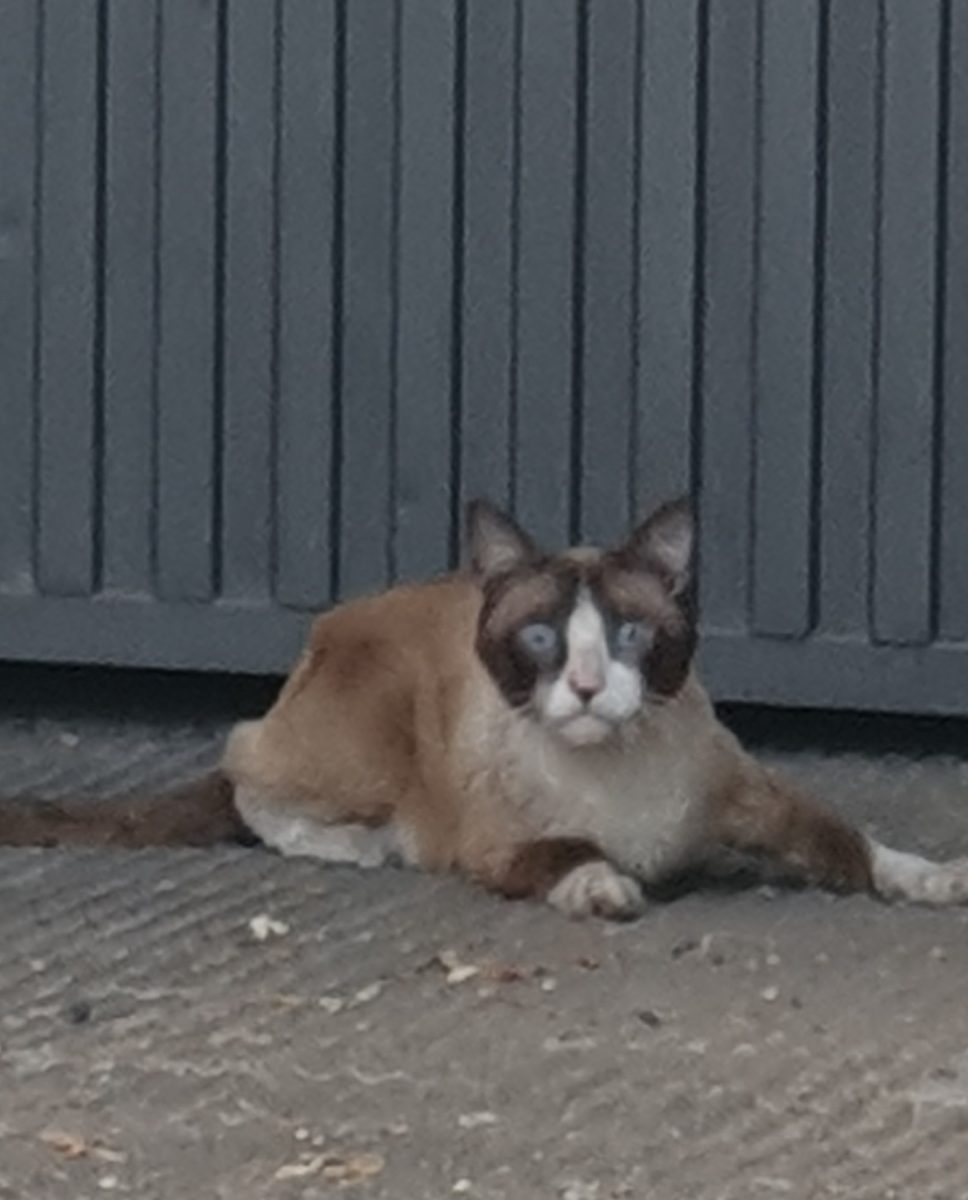 ENCONTRADO GATO SIAMES