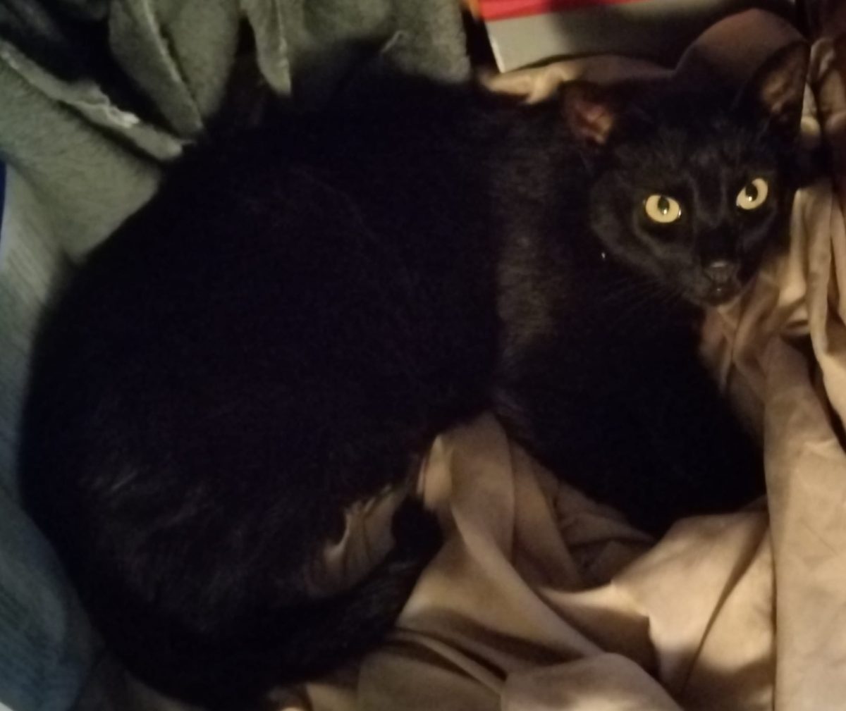 Gato negro encontrado