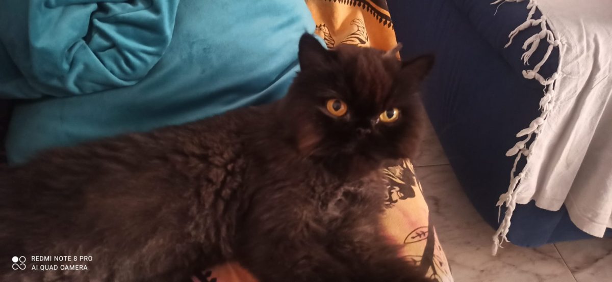 GATO PERDIDO