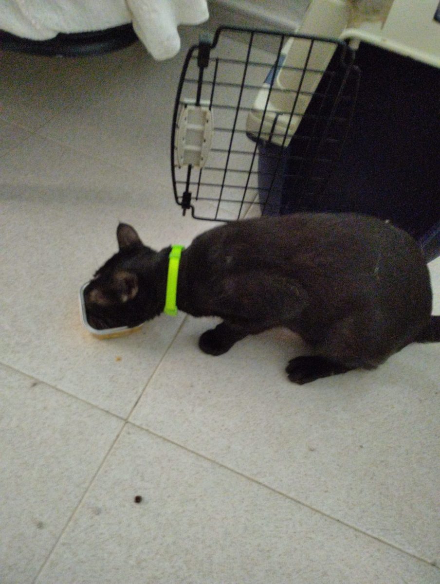 ENCONTRADO GATO NEGRO EN SEVILLA CON COLLAR