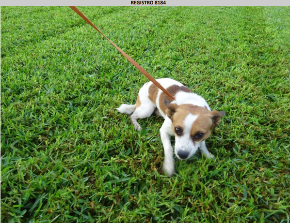 ¡Necesito un hogar! N.º 8184