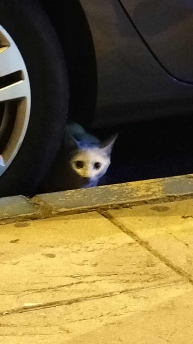 Gato encontrado enfrente del bar San tomas, junto al supermercado Mas en Mairena del Aljarafe.