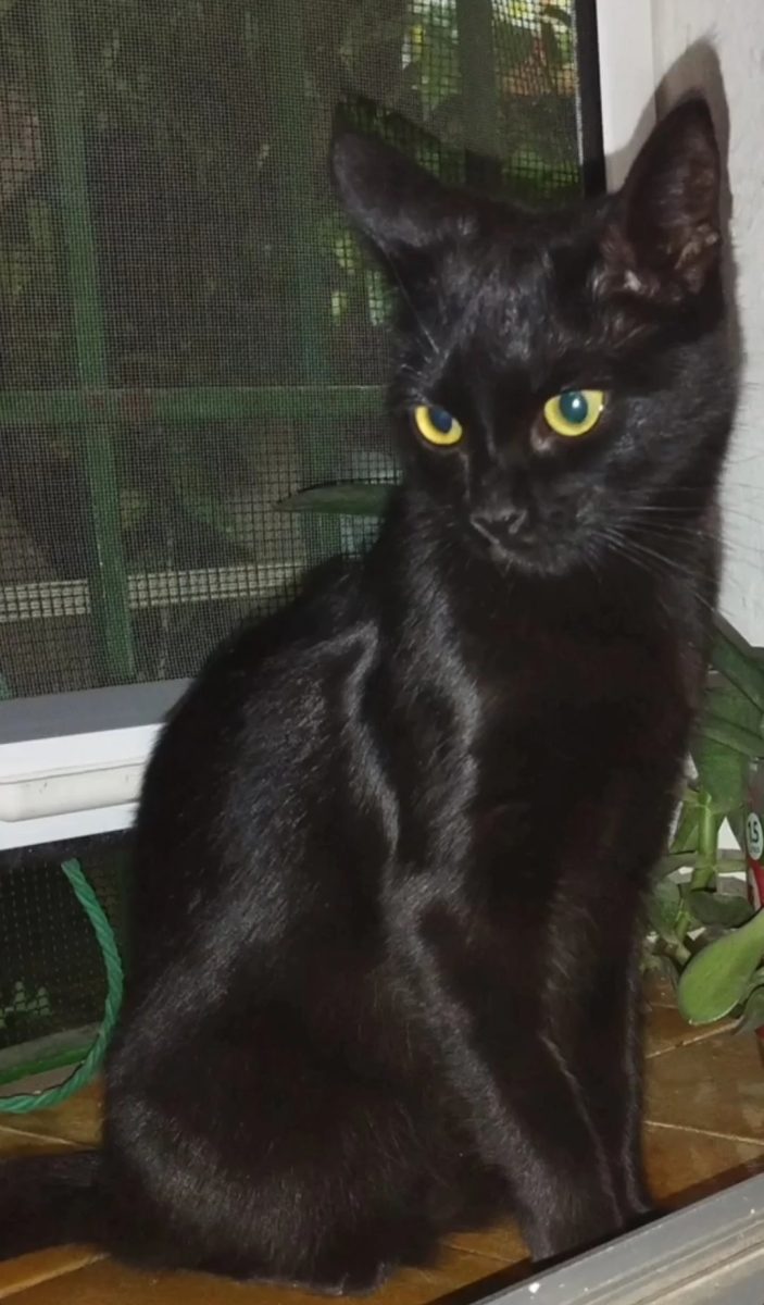Gata desaparecida