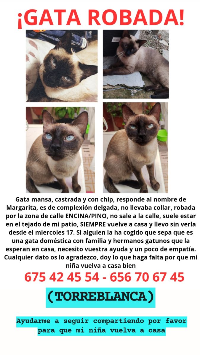 GATA ROBADA