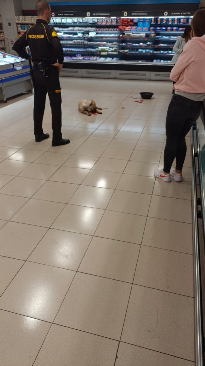 Encontrado perro con pata dañada