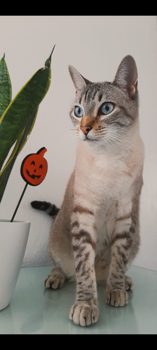 GATO PERDIDO
