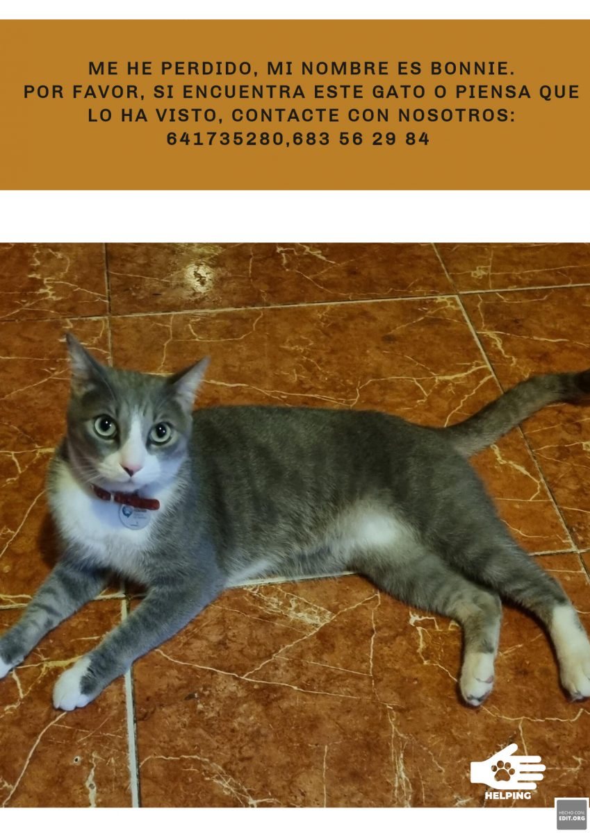 Gato perdido