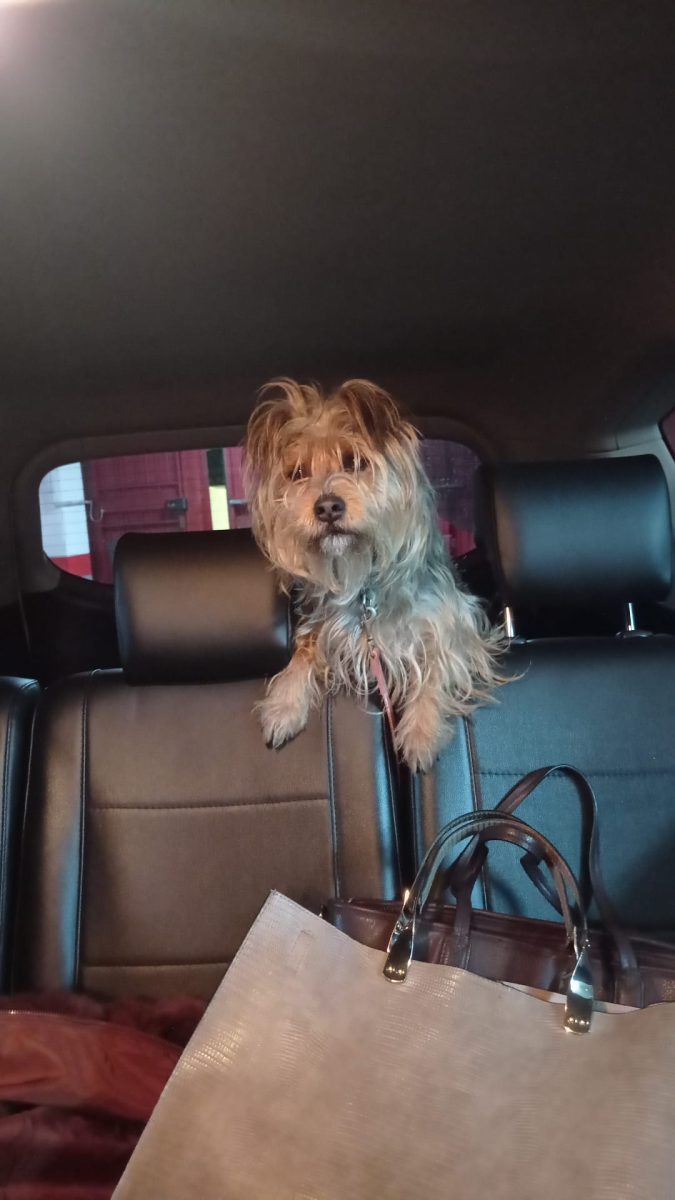 Encontrado perro perdido