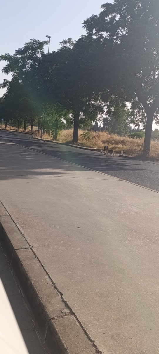 Tres perros juntos