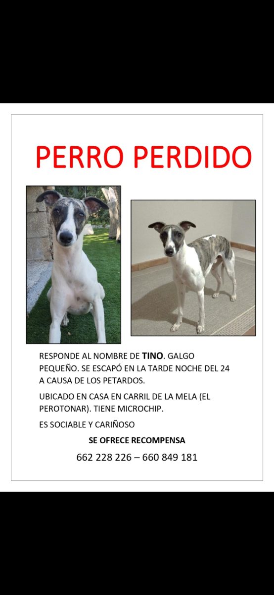 Whippert perdido