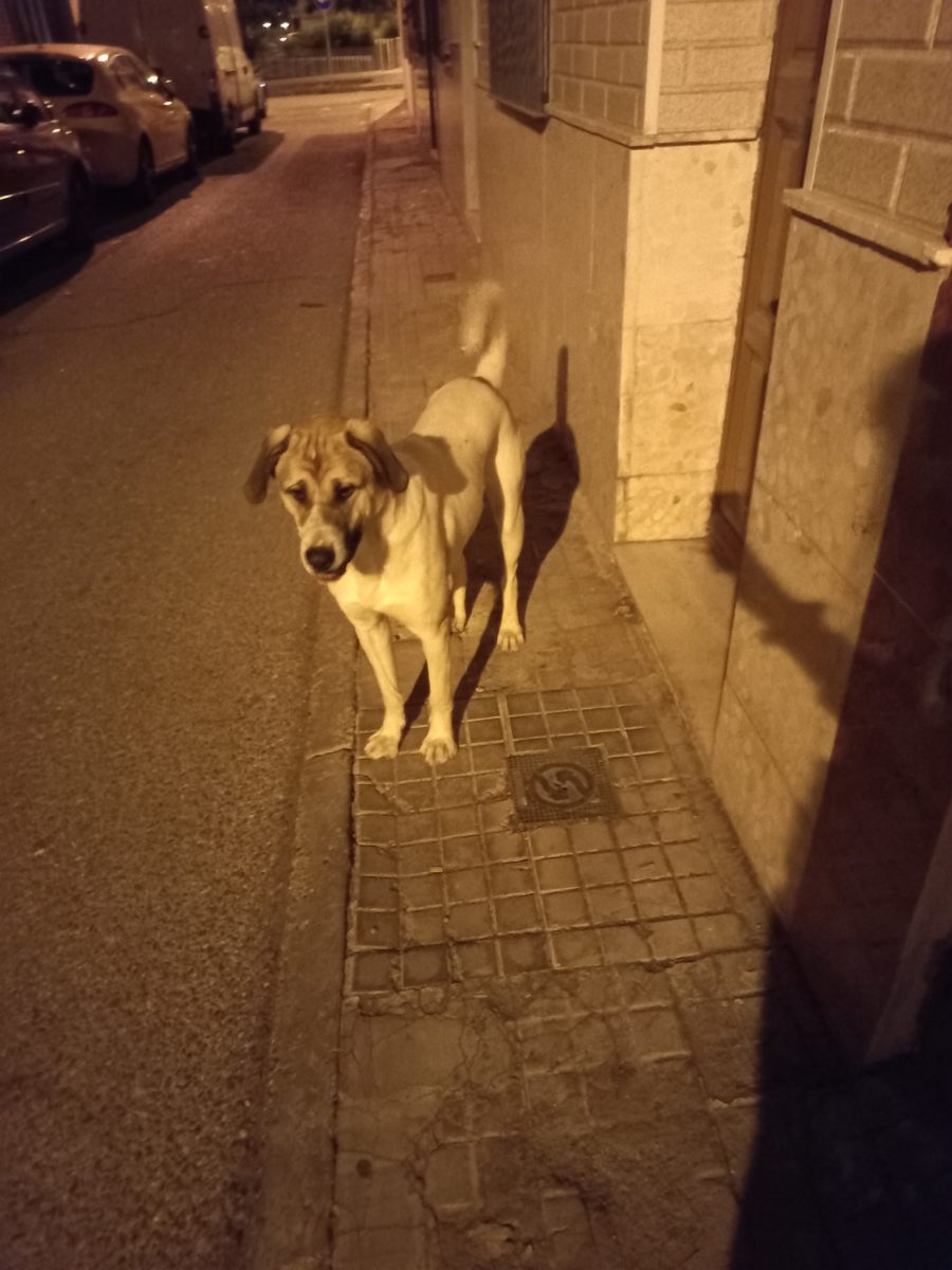 PERRO PERDIDO-PADRE PIO, PALMETE…