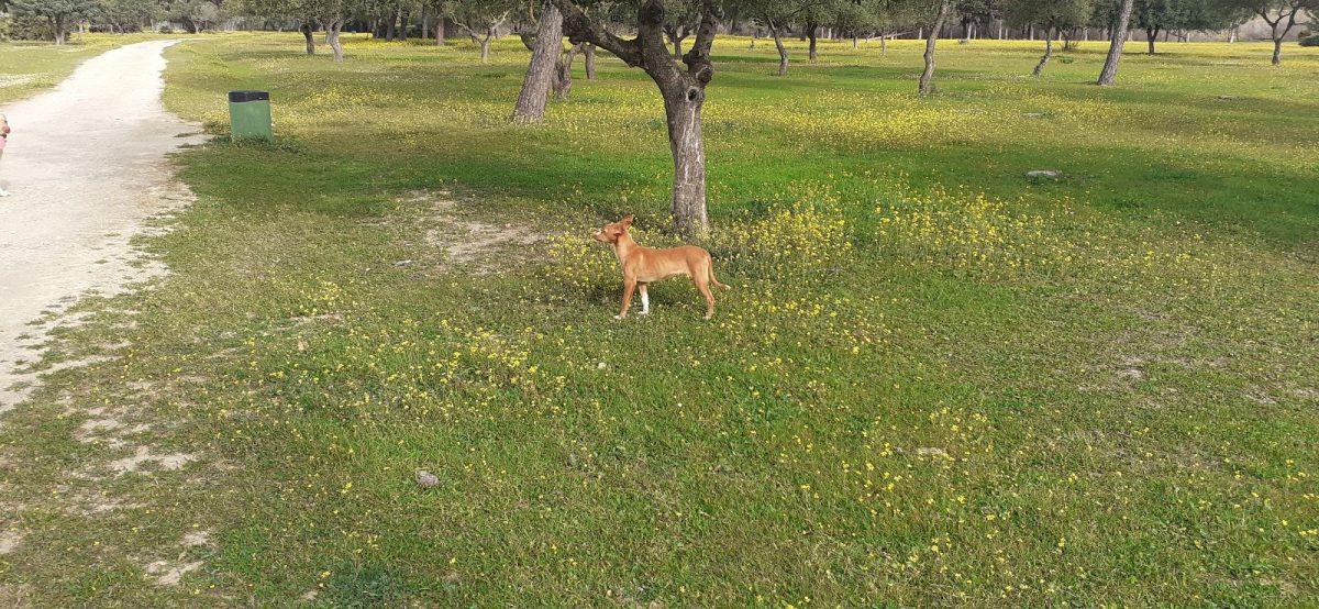 Perro en el parque del guadalpark