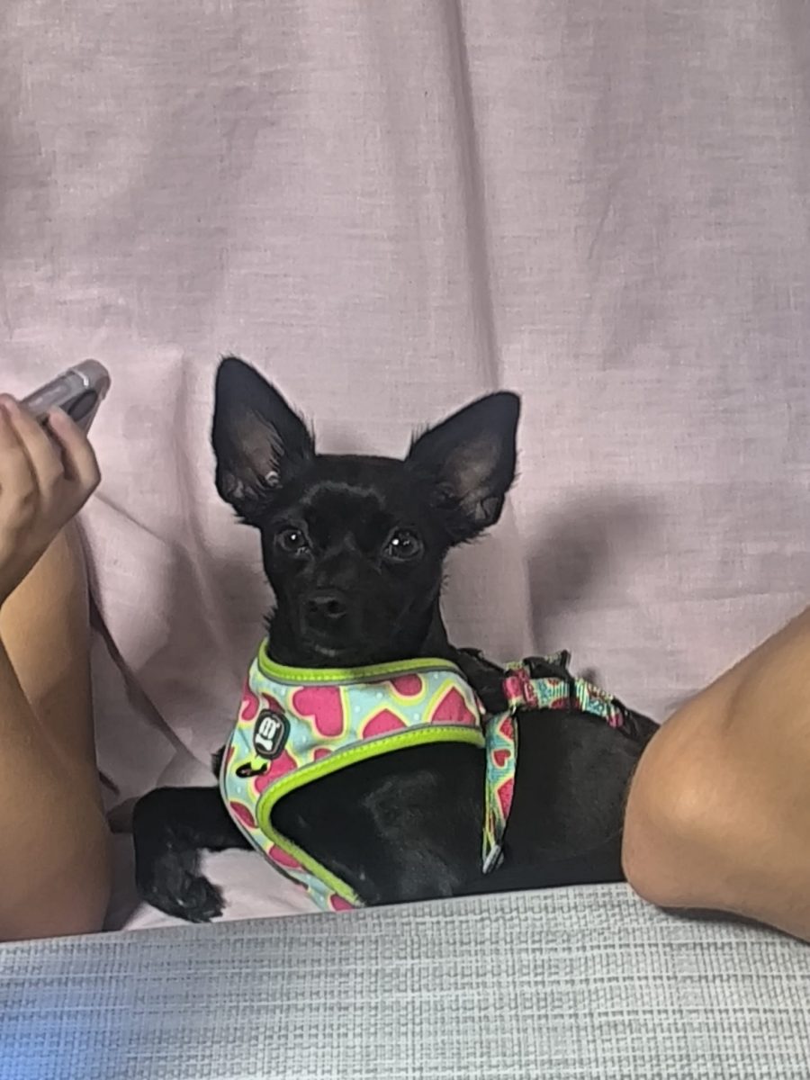 Perdida o Robada