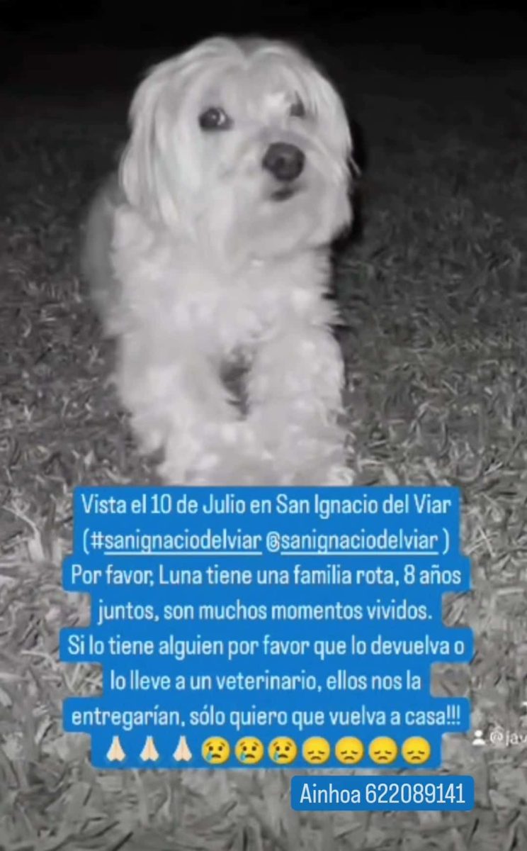 DESAPARICIÓN DE UNA BICHÓN MALTÉS LUNA