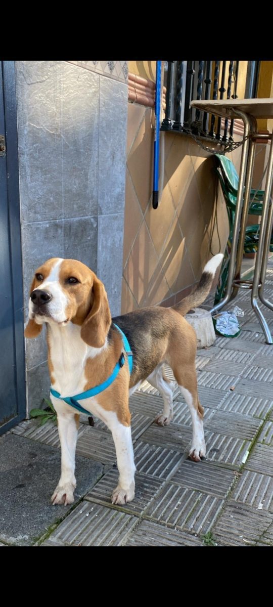 Perro encontrado