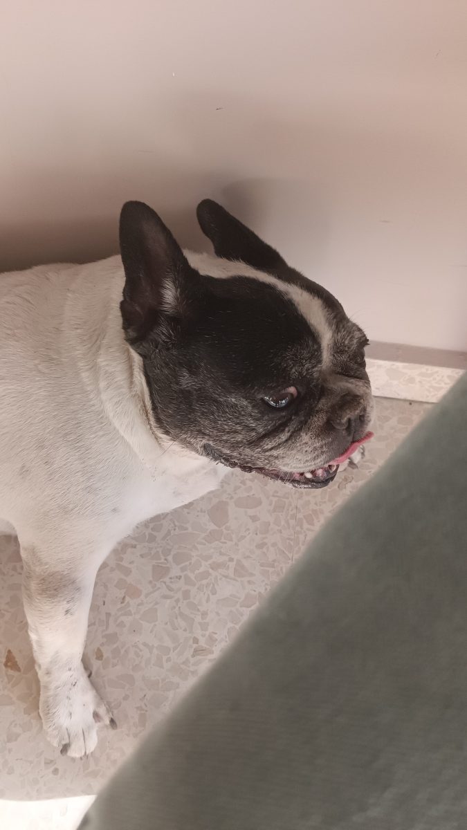 Bulldog hembra encontrada