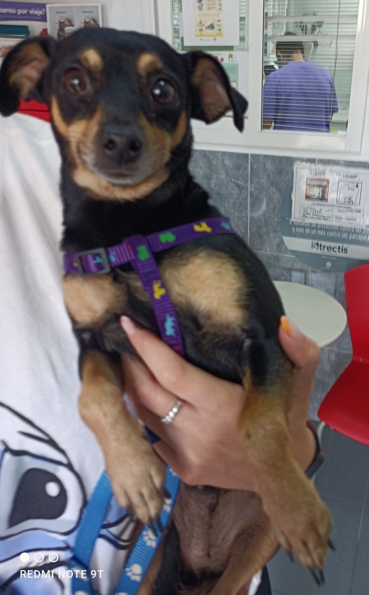 Perrita encontrada en carretera torreblanca