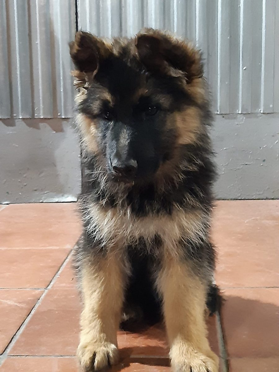 PASTOR ALEMAN HEMBRA 4 meses
