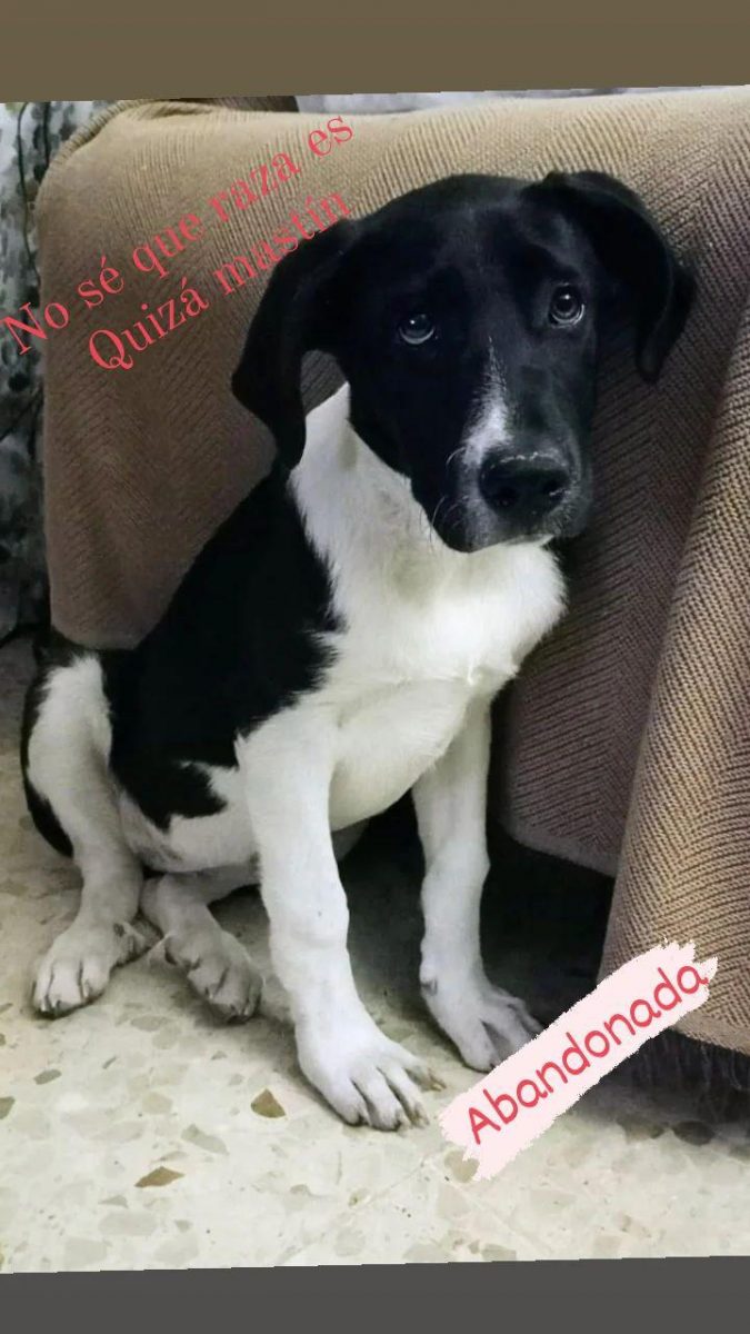 Cachorra encontrada