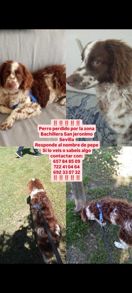 Perdido mix bretón/perro de agua San Jerónimo