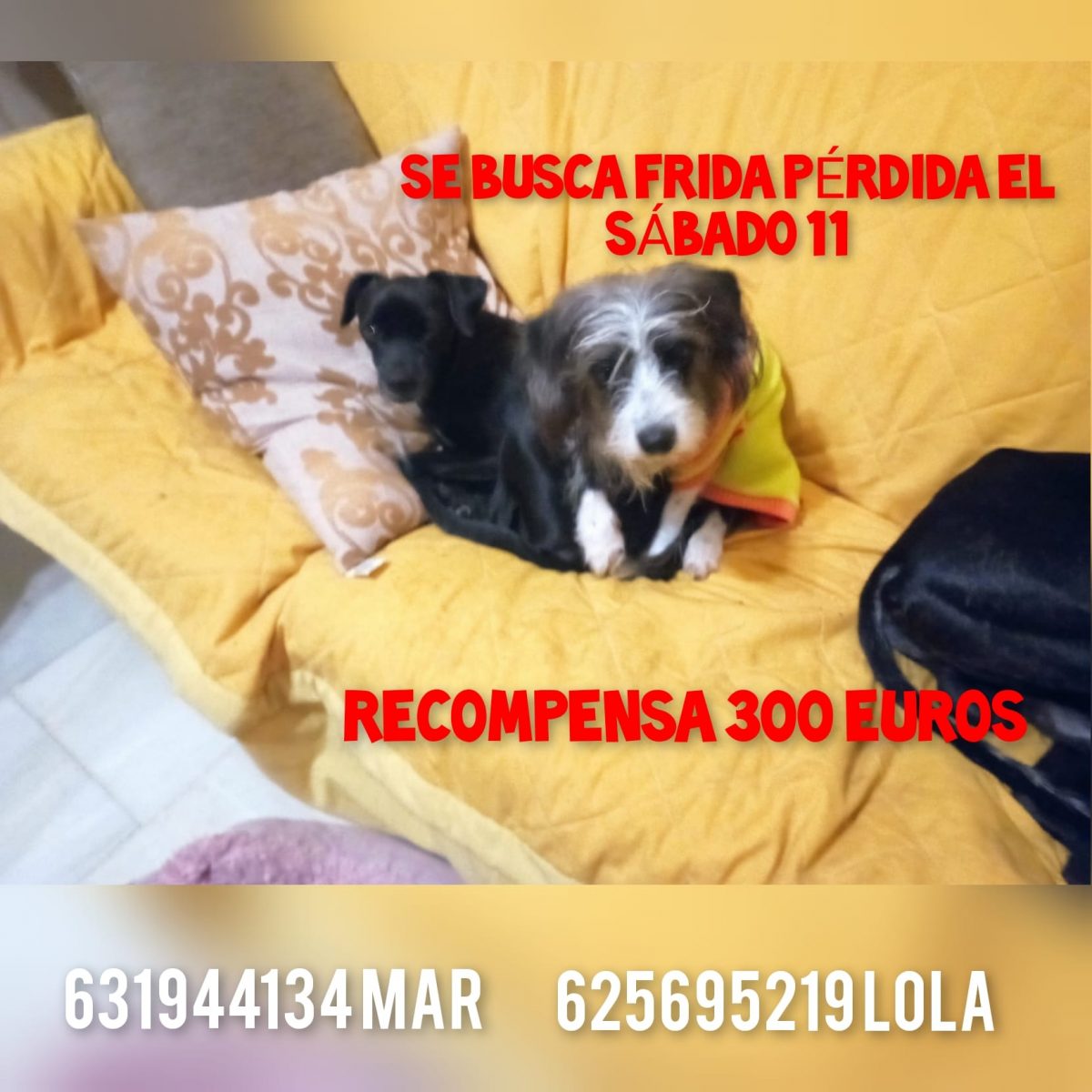 Buscando a Frida