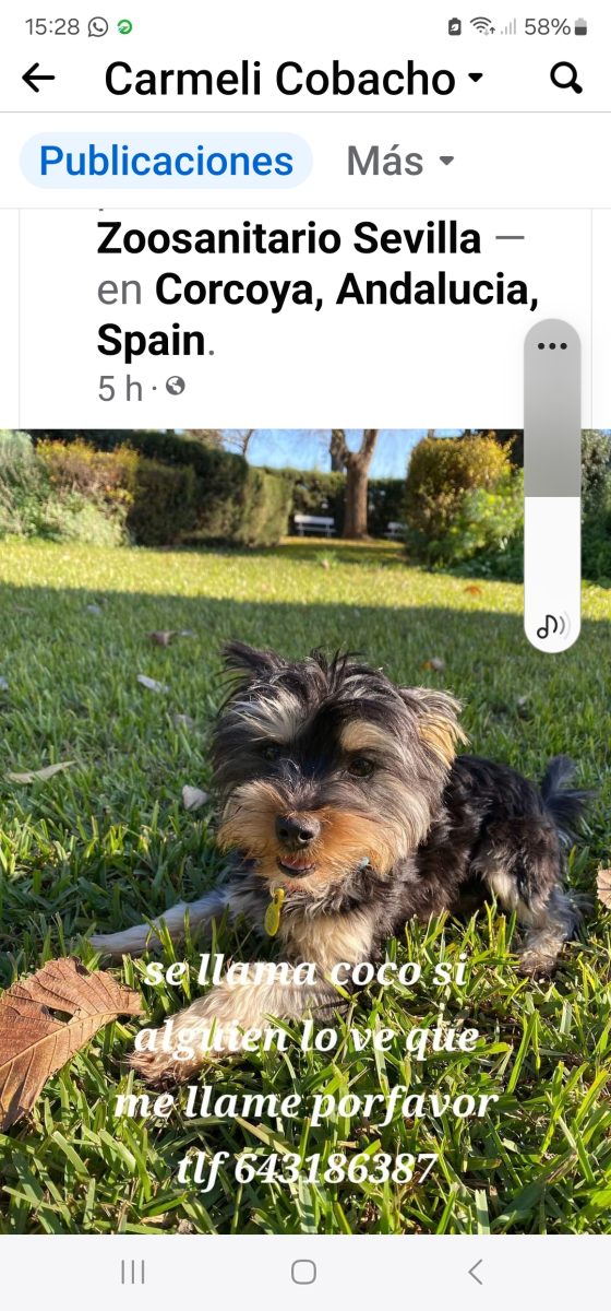 Perro perdido