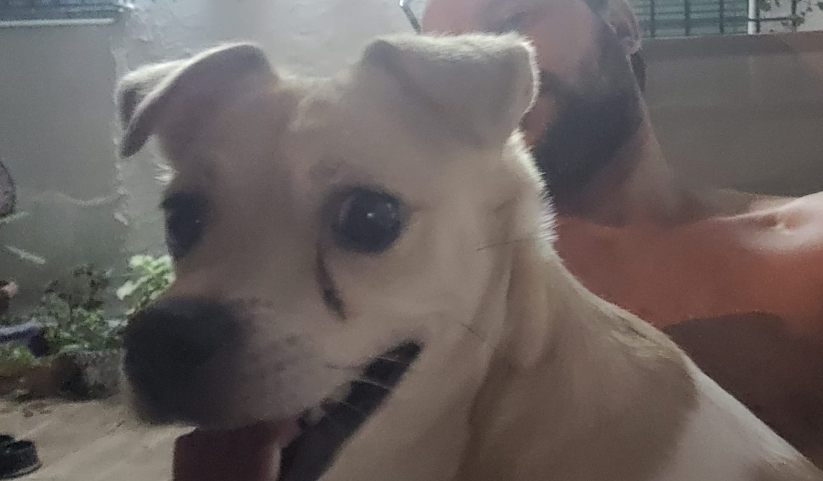 PERRITA PERDIDA EN GRAN PLAZA