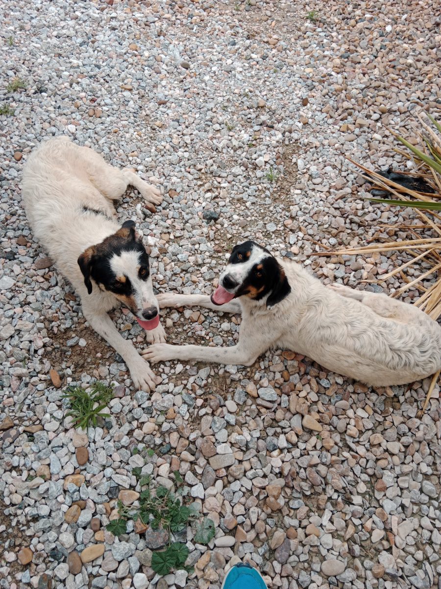 Pareja de  bodegueros cruzado breton