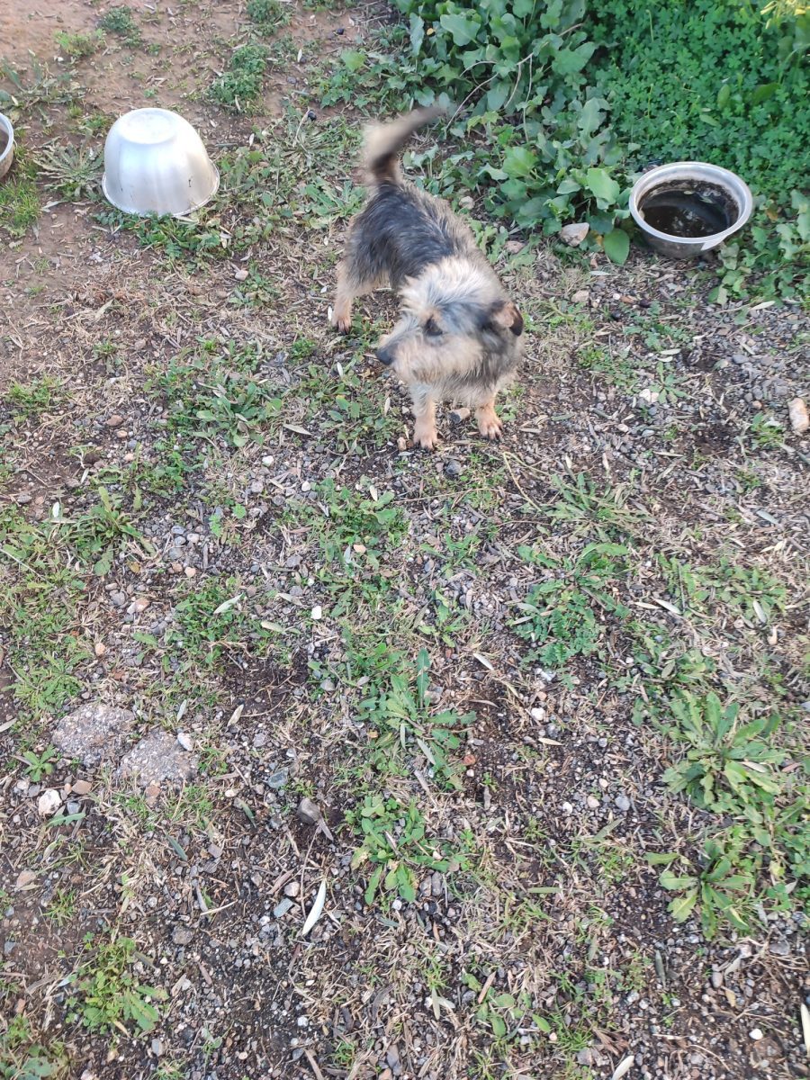 Perra perdida