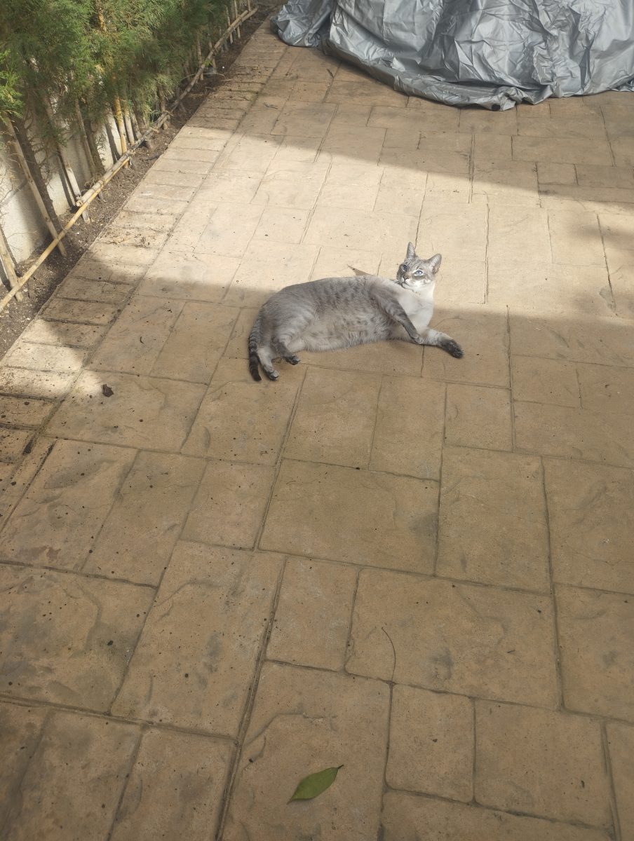 Gato perdido
