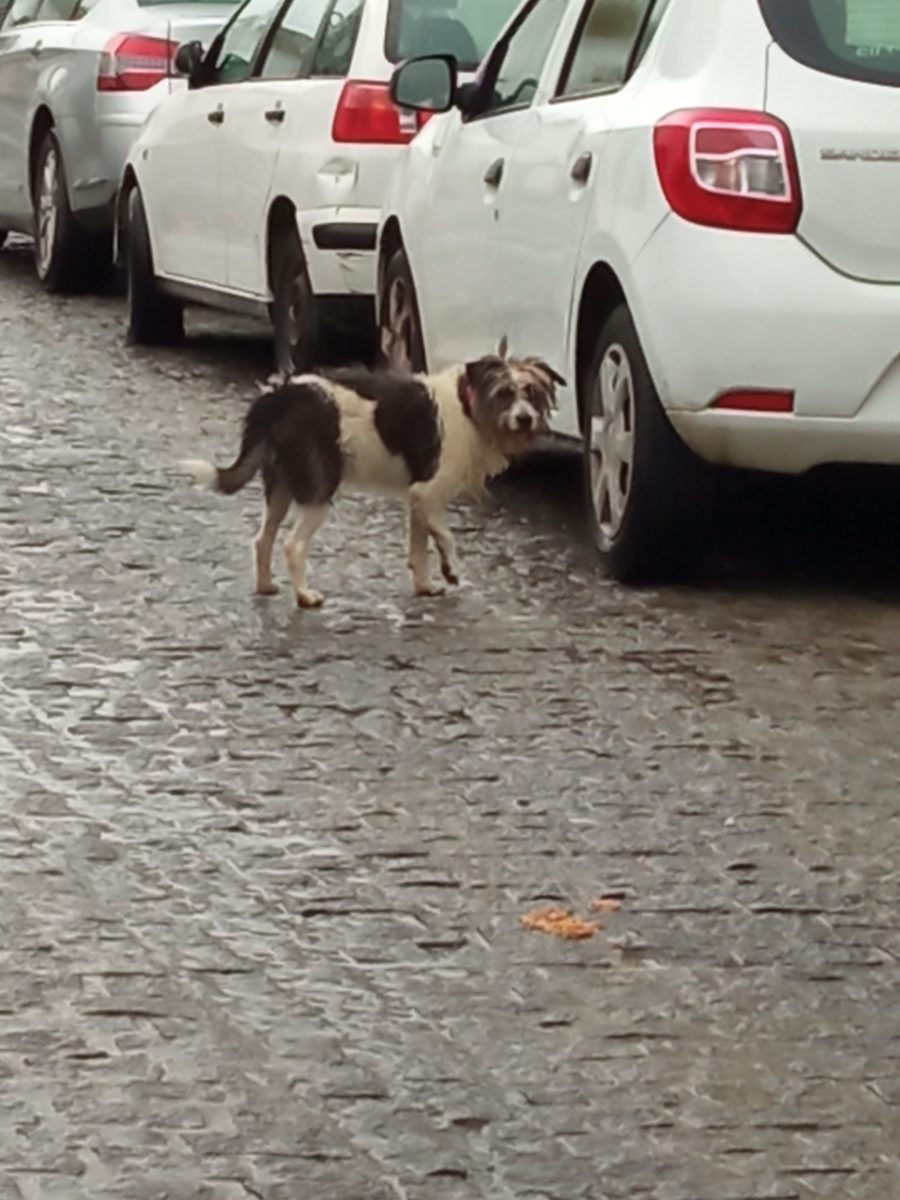 Perro visto