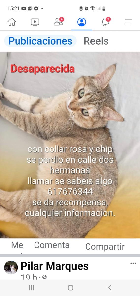 Gatita tricolor de 8 años castrada en arahal