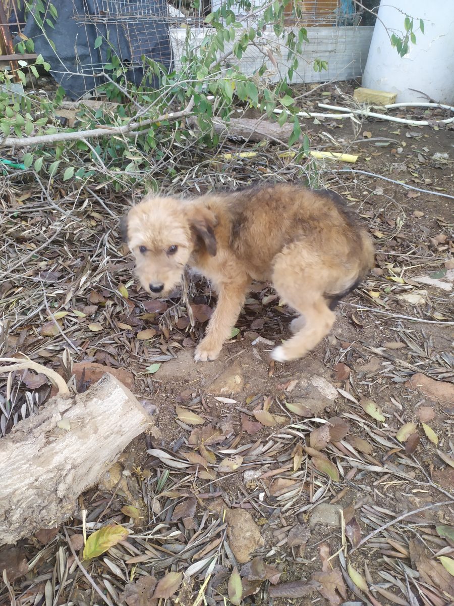 Perros de un cabrero