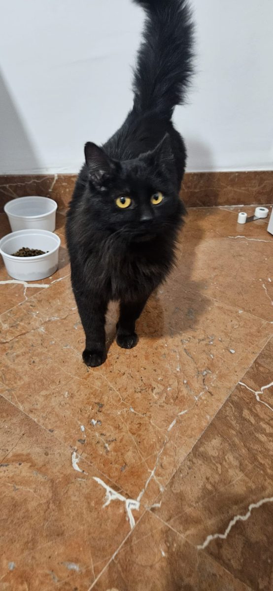 Gata encontrada