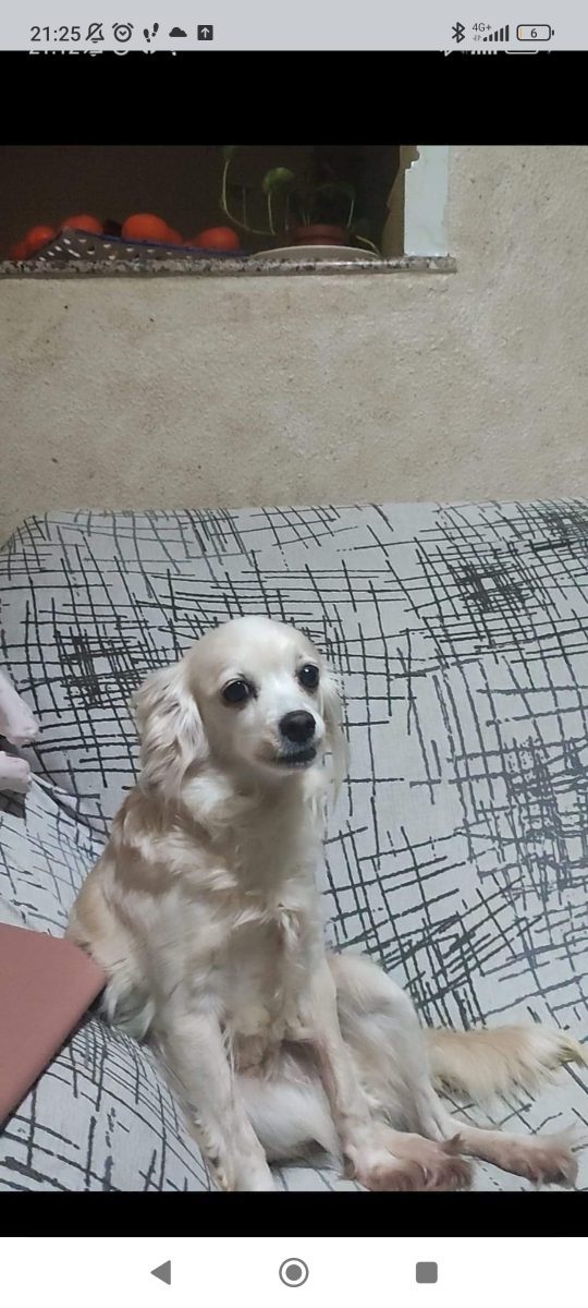 Perrita perdida