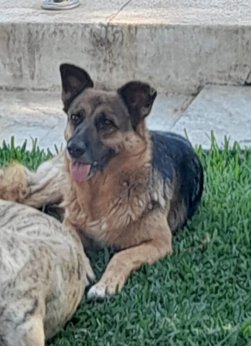 Perra pérdida