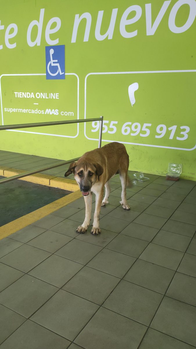 Mastín visto hoy en Bollullos de la Mitación