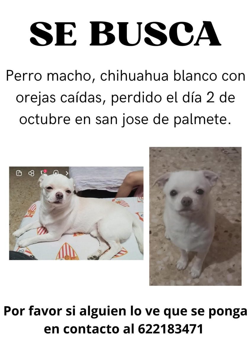 Perro chihuahua
