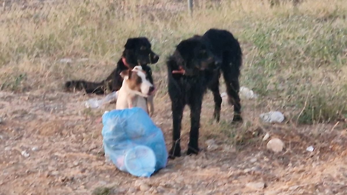 PERROS PERDIDOS O ABANDONADOS