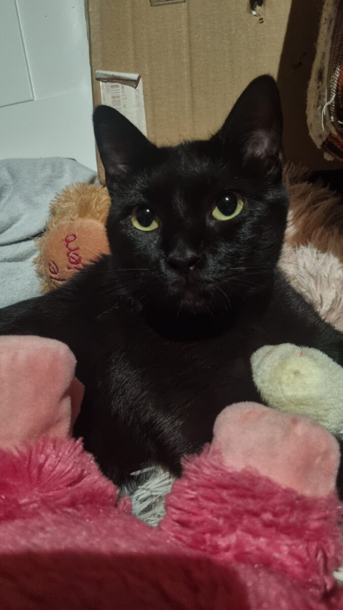 Se ha perdido mi gatito