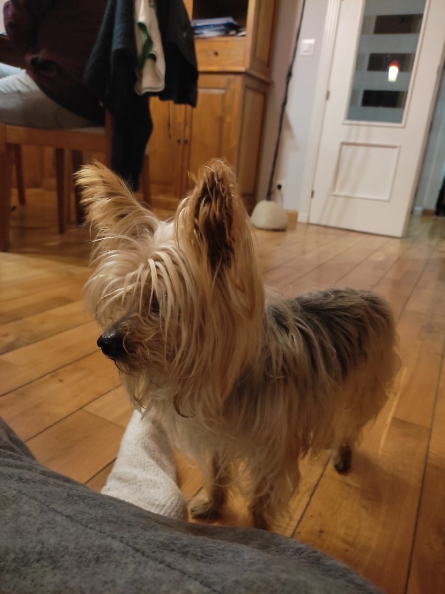 Encontrado Yorkshire Terrier en Mairena del Aljarafe