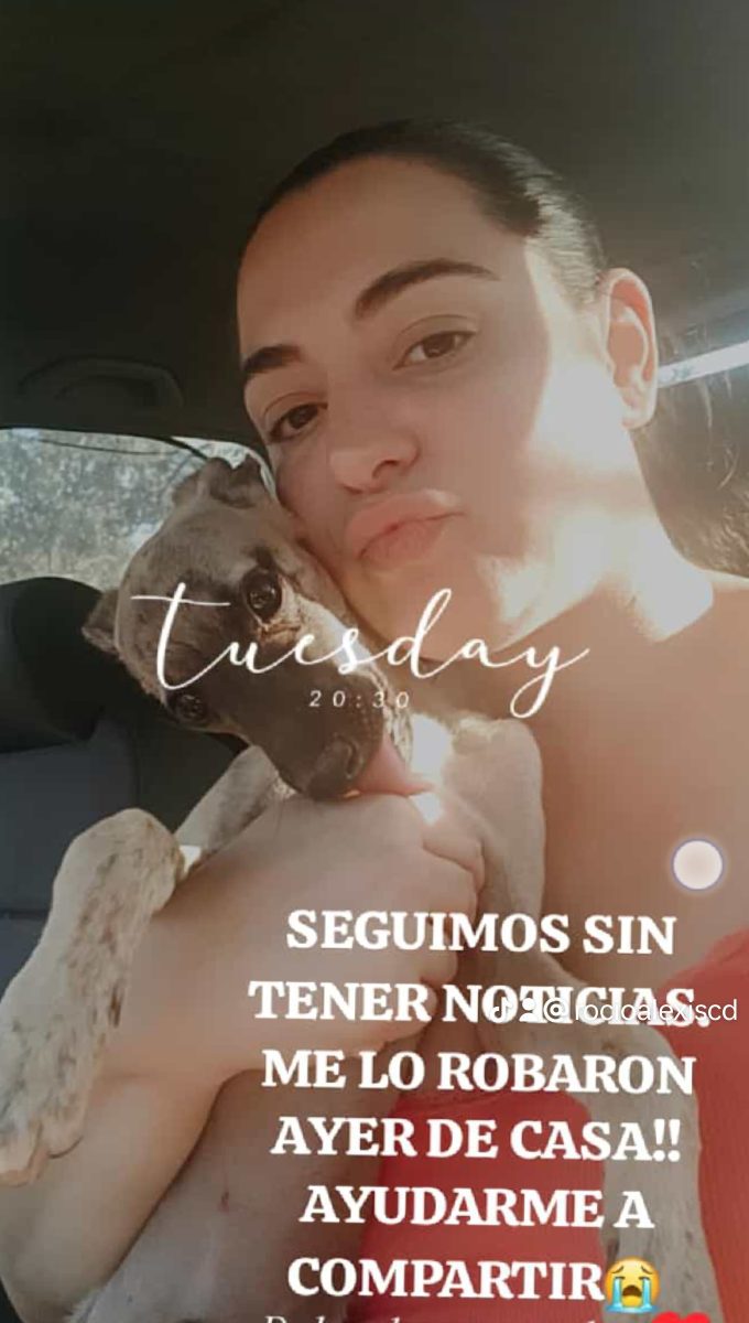 Galgo enano Robado en Tarazona Sevilla