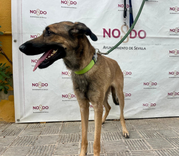 PERRO (ENCONTRADO) – 2026/637