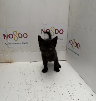 GATO (ENCONTRADO) – 2026/682