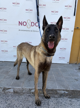 PERRO (ENCONTRADO) – 2026/691