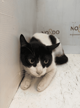 GATO (ENCONTRADO) – 2026/733