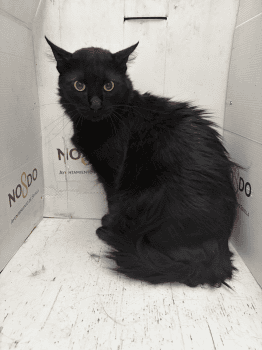 GATO (ENCONTRADO) – 2026/734