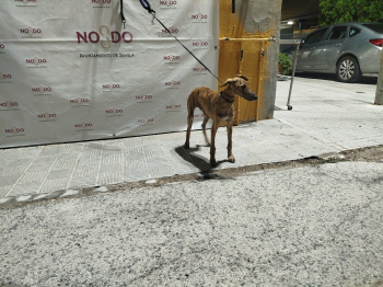 PERRO (ENCONTRADO) – 2026/769