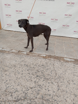 PERRO (ENCONTRADO) – 2026/782